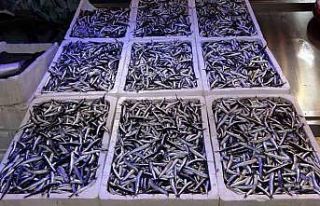 Uzmanlardan "1 yıl hamsi avlanmasın" önerisi