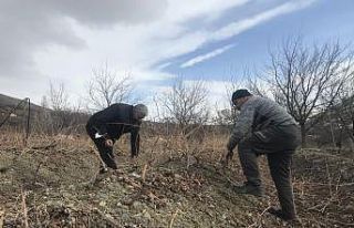 Üzüm bağlarında ilkbahar bakımı