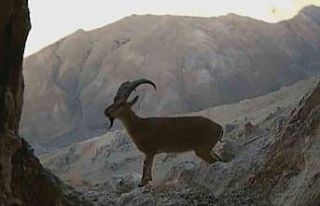 Van’da nesli tehlikede olan yaban keçileri fotokapana...