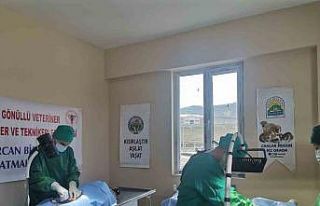 Varto’da sokak hayvanlarını kısırlaştırma...