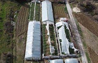 Yalova’da yenilenecek eski seraların kontrolleri...