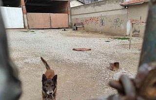 Yasaklı cins köpek barınağa teslim edildi