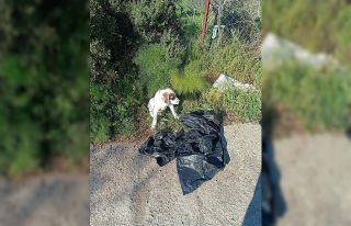 Yavru köpeği ağzı bağlı poşete koyup yol kenarına...