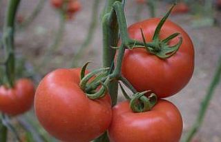 Yerli ve milli tohumdan üretilen domatesler çiftçiye...
