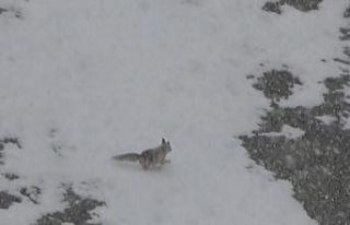 Yiyecek arayan tilki köye indi