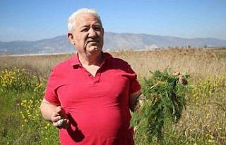 Yol kenarından topladığı otlardan para kazanıyor