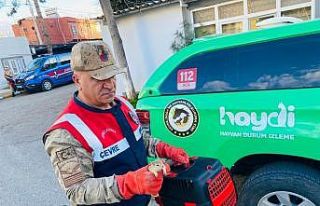 Yolcu otobüsünde 15 sincap yavrusu ele geçirildi