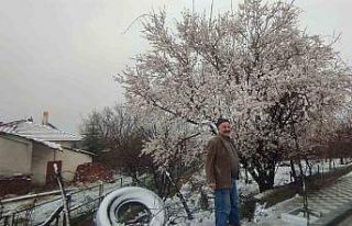 Yozgat’ta çiçek açan erik ağacı kar altında...