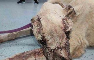Yüzünde tümör oluşan sokak köpeği sağlığına...