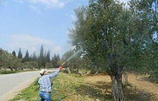 Zeyinliklerde halkalı leke hastalığı ile mücadele...