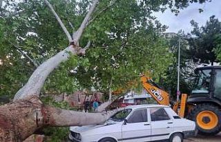 10 dakikalık yağış ağacı devirdi, dereleri taşırdı