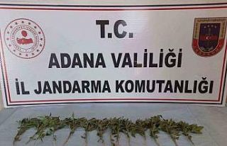 Adana’da 46 kök kenevir ele geçirildi