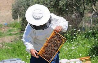 Adana’da bal üretiminde bu sene rekor kırılacak