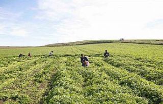 Adana’da kadın kooperatifi üreticiyi destekliyor