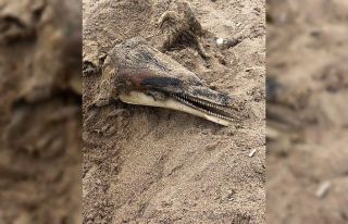 Ağva sahilinde kuma gömülü yunus balığı cesedi...