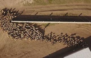 Ahlat’ta koyun ve kuzuların buluşması renkli...