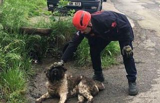 Akar borusuna sıkışan köpeği itfaiye ekipleri...