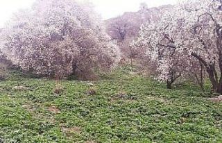 Akdamar Adası’nda badem ağaçları çiçek açtı