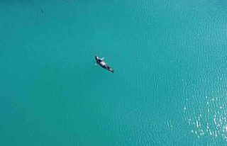 Akdeniz foku denizde önce güneşlendi, sonra teknelerin...