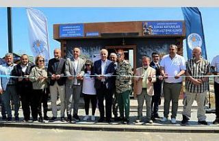 Akdeniz’de 1 yılda bini aşkın hayvan kısırlaştırıldı