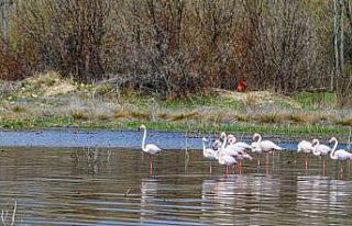 Akkaya Barajı eski günlerine döndü
