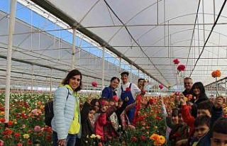 Aksu’da Anaokulu öğrencileri çiçek hasadında