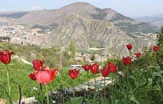 Amasyalılar ‘Yitik lale’yi arıyor, en son 1896...