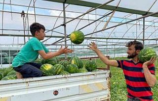 Antalya’da örtü altı karpuz hasatı başlandı