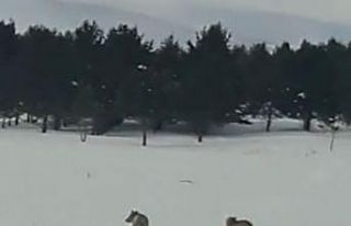 Ardahan’da kurtlar karayoluna indi