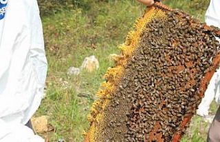Arıcılara 55 ton arı yemi desteği
