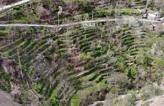 Artvinli duvar ustasının dik yamaçtaki 60 yıllık...