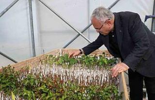 Ata tohumları Ordu’da gün yüzüne çıkıyor