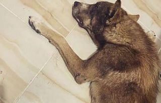 Av tüfeği ile vurulan köpeğin vücudunda 100’den...