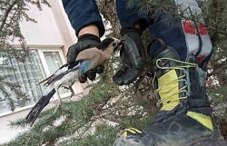 Ayakları ipe dolanan kuş ağaçta mahsur kaldı