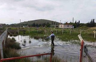 Ayvalık’ta sivrisinek larvalarıyla amansız mücadele...