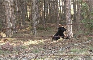 Başıboş köpekler site sakinlerini isyan ettirdi