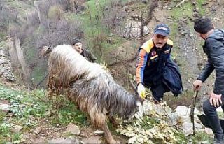 Batman’da kayalıklarda mahsur kalan 6 keçi kurtarıldı