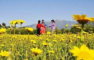 Beyaz ve sarı papatyaları gören kırlara koştu