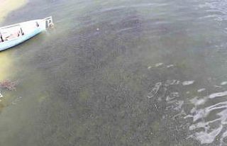 Beyşehir Gölü kıyısında su yüzeyine çıkan...