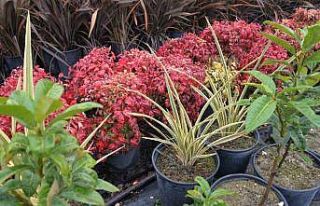 Bitki ihtiyaçların yüzde 90’nı bu seradan sağlanıyor