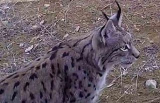 Bozkırın yaban hayatı fotokapanda