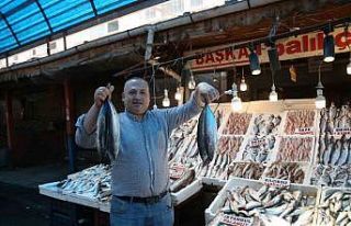 Bu senenin balık şampiyonu ’palamut’ oldu