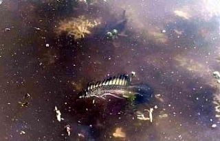 Bursa’da ilk kez görüldü