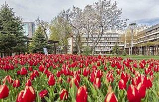 Büyükşehir, 3 milyon çiçek ile şehri çiçek...