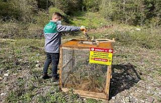 Çam kese böceği ile mücadele