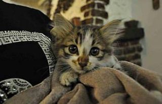 Çatıya sıkışan kediyi esnaf kurtardı