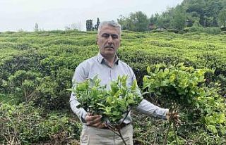 Çay üreticilerinden çay budama tepkisi