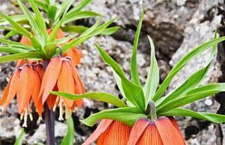 Cebinizde 244 bin lira olmadan bu çiçeği kopartmayın