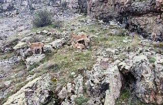 Dağların süsü yaban keçileri Gümüşhane’de...