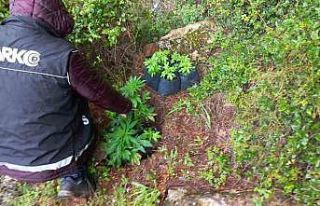 Dağlık arazide ekili 110 kök kenevir ele geçirildi